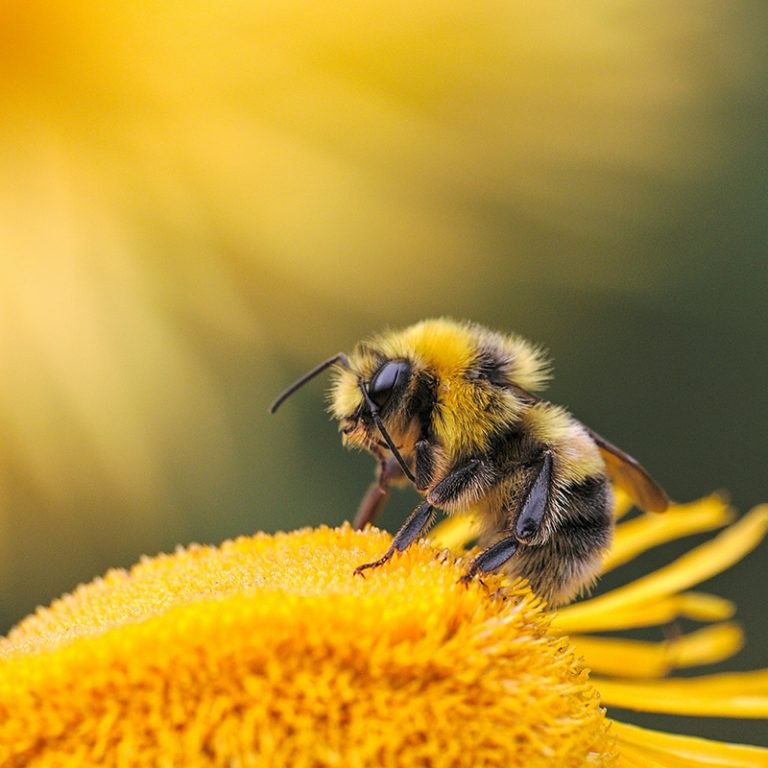 Site E-commercce Domaine de Malescot